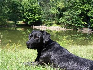 Black Lab "River" at pond 